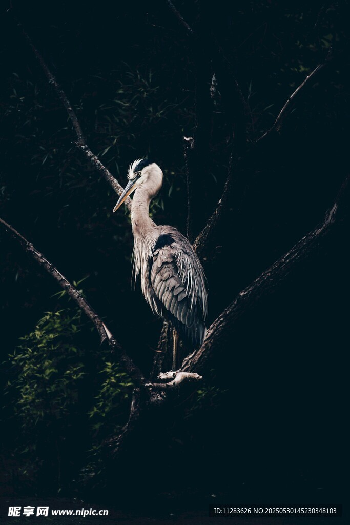 栖息枝头的优雅鹭鸟