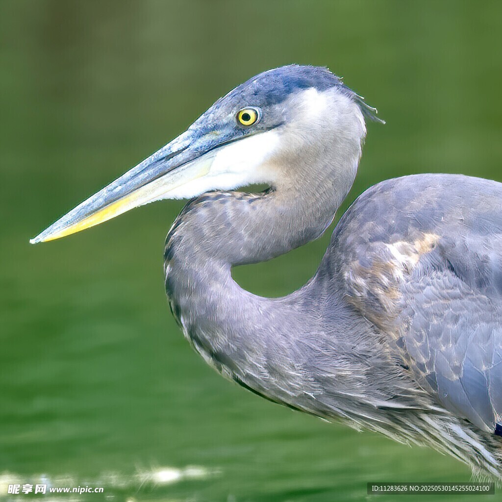 大蓝鹭特写