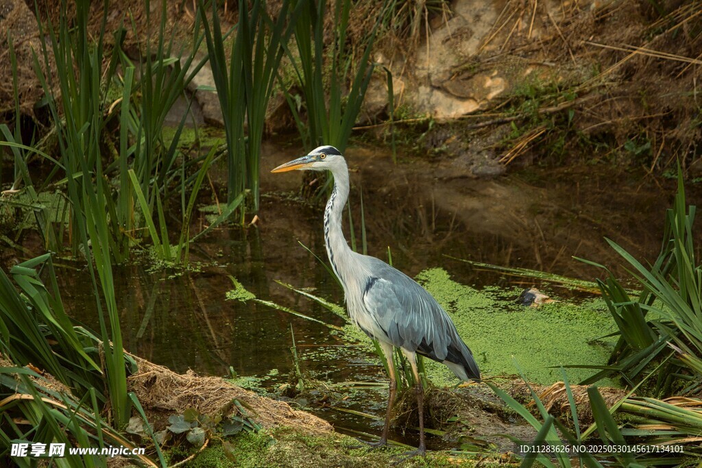 溪边伫立的灰鹭