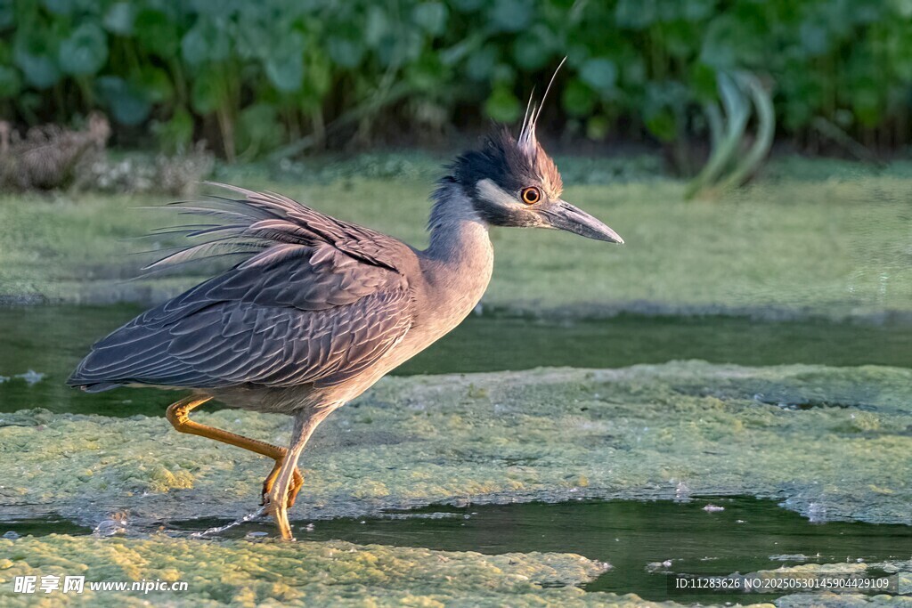 黄苇鳽单脚立于湿地