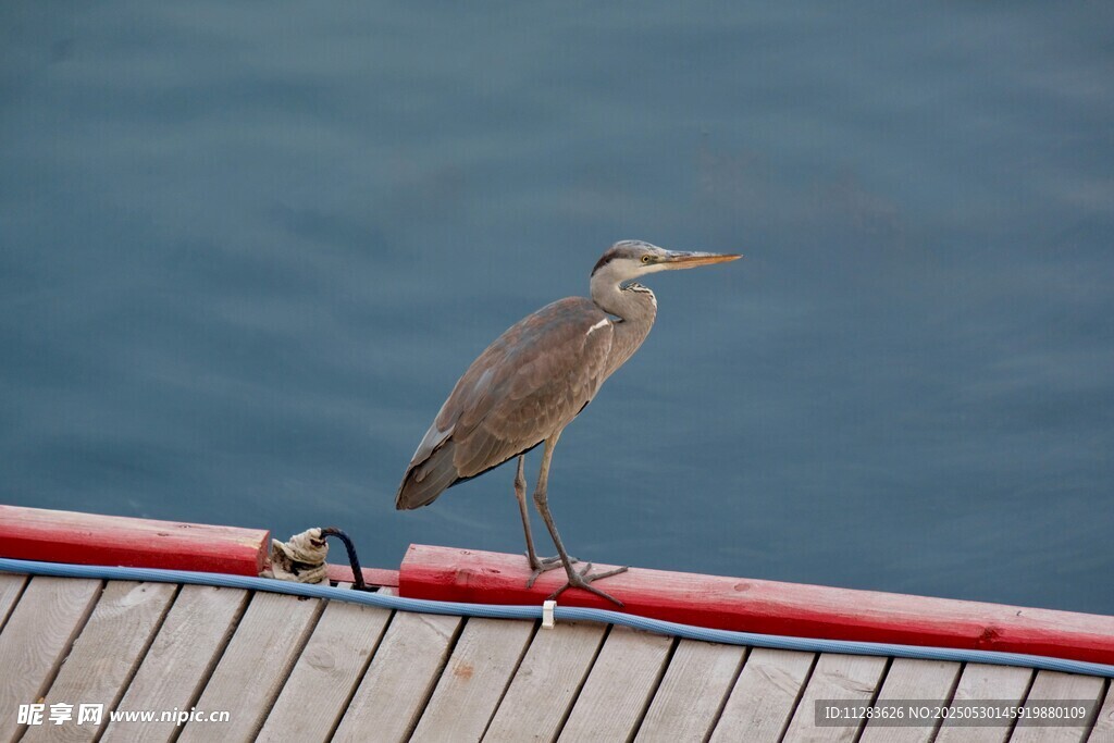 水边栏杆上的小鸟