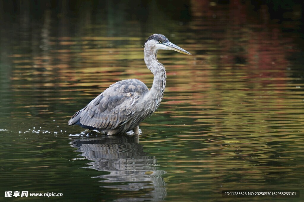 水中灰鹭倒影