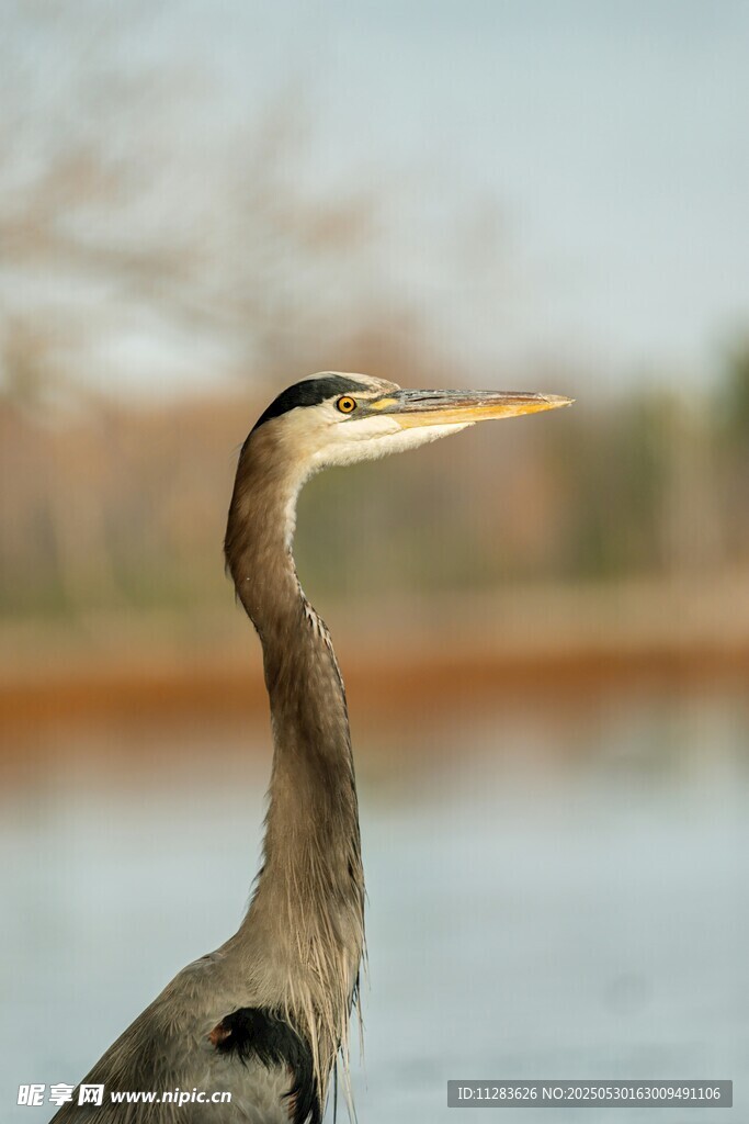 水边伫立的灰鹭