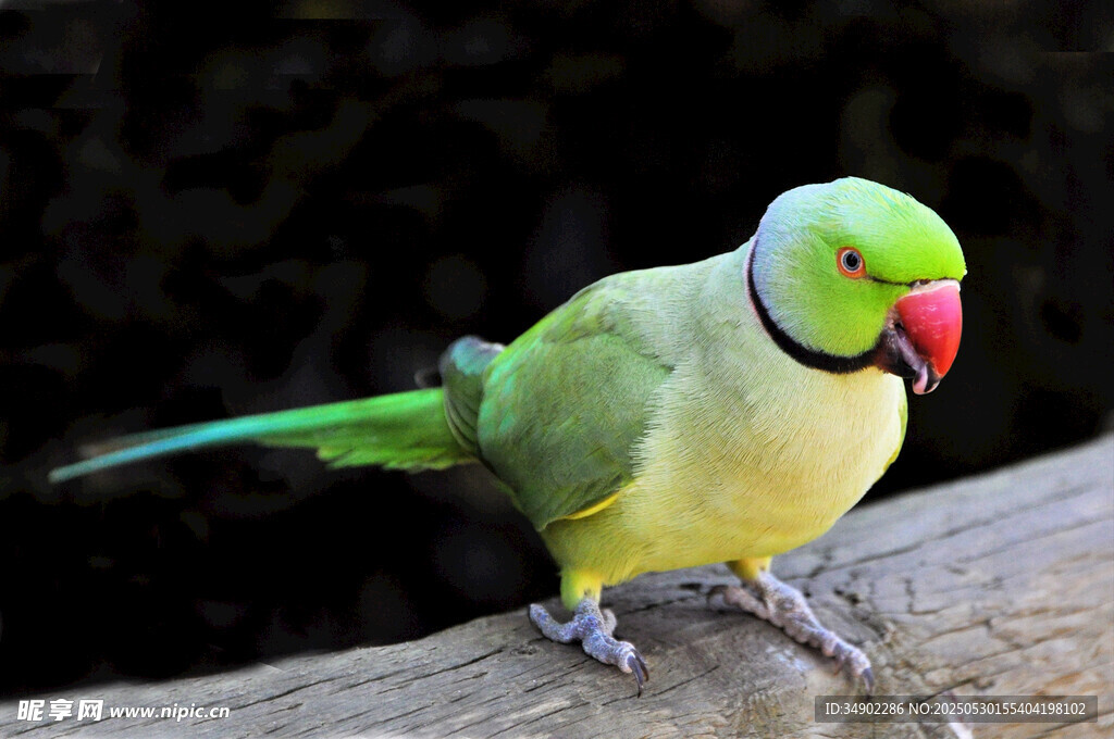 绿羽鹦鹉栖于木枝