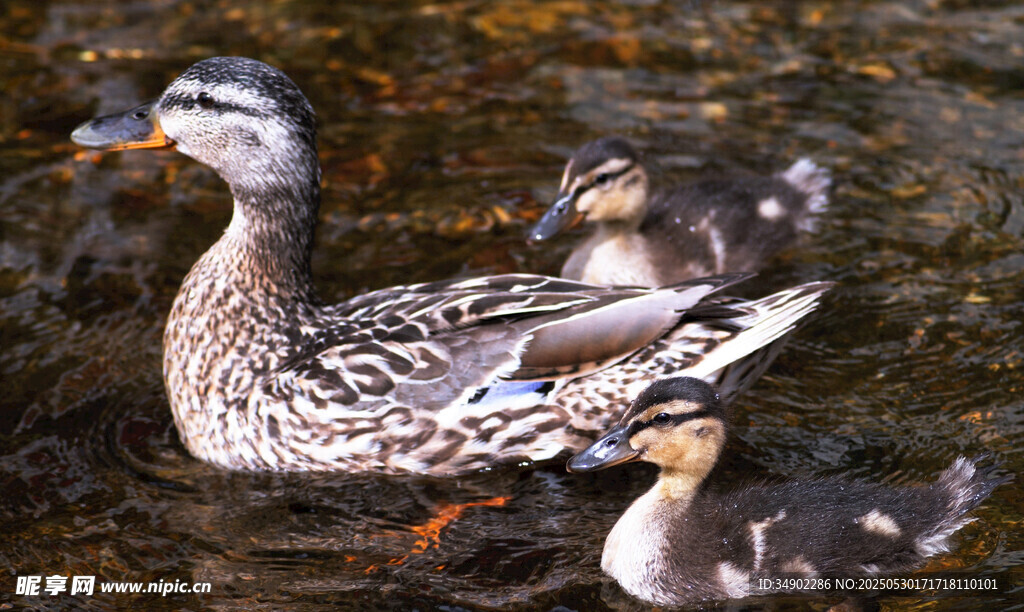 母鸭带小鸭于水中悠游