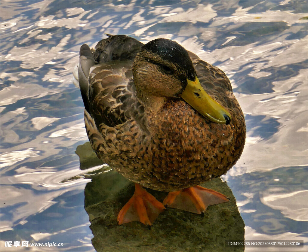 水边休憩的鸭子