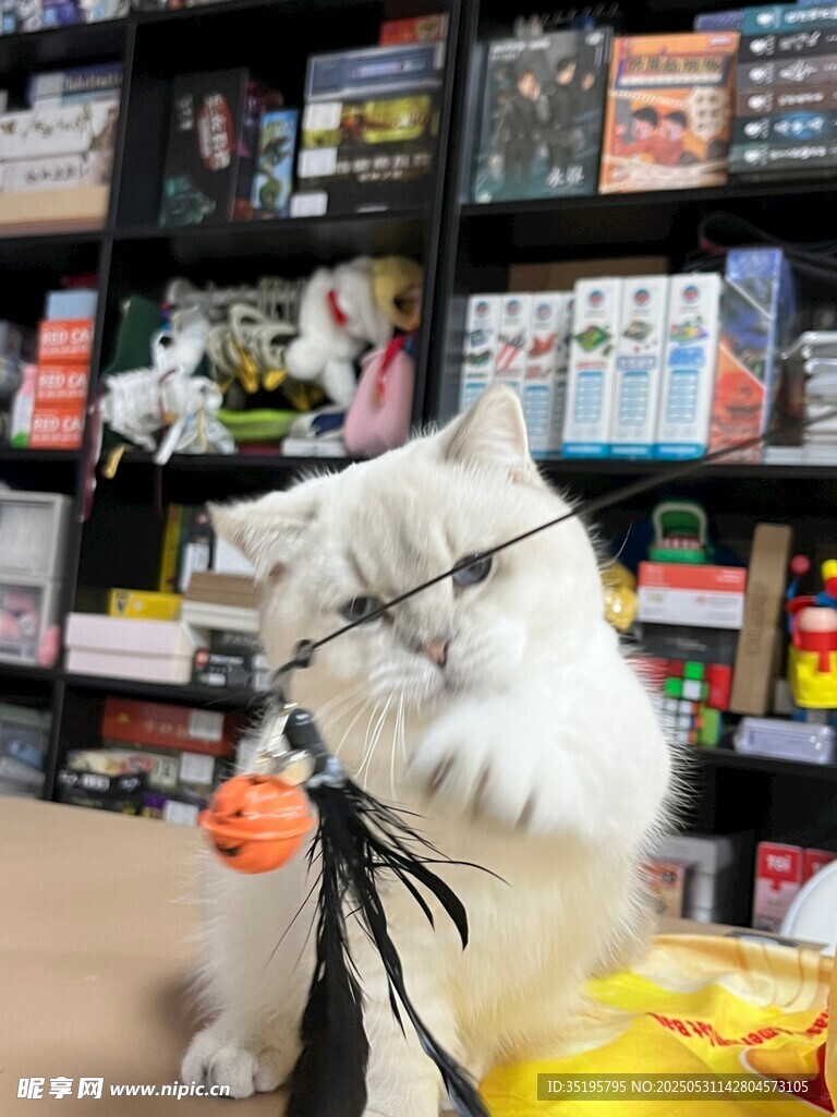 商店里戴装饰的可爱白狗