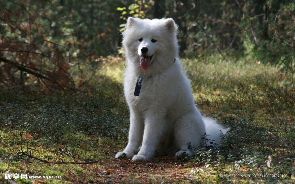 林间的萨摩耶