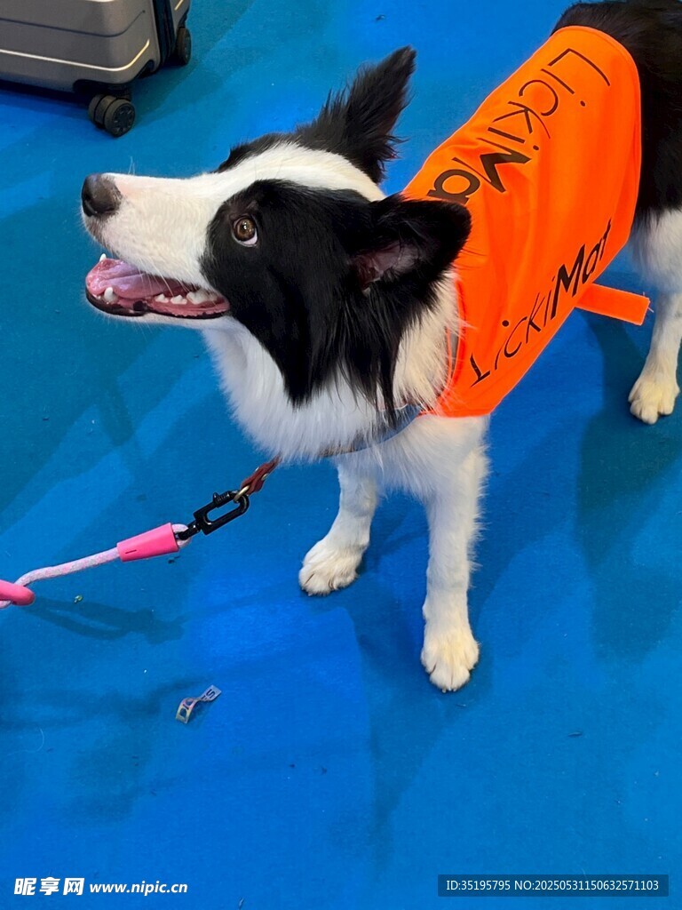 穿橙色服的边牧犬