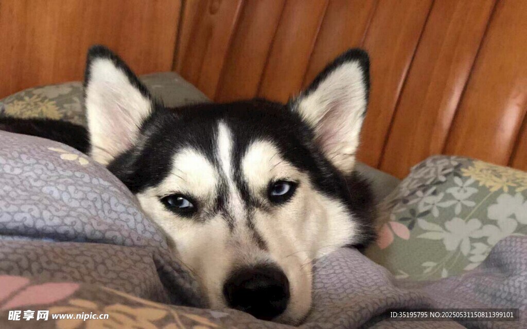 哈士奇慵懒趴卧在被窝