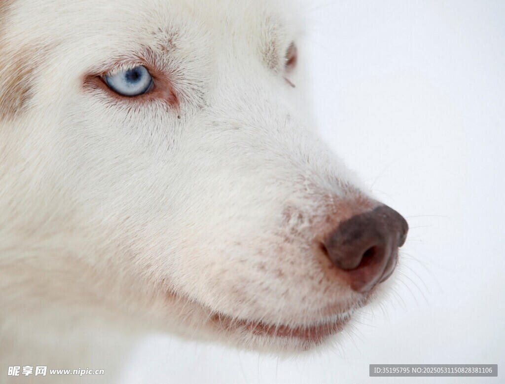 蓝眼哈士奇特写