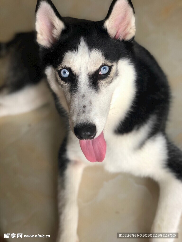 可爱哈士奇吐舌卖萌