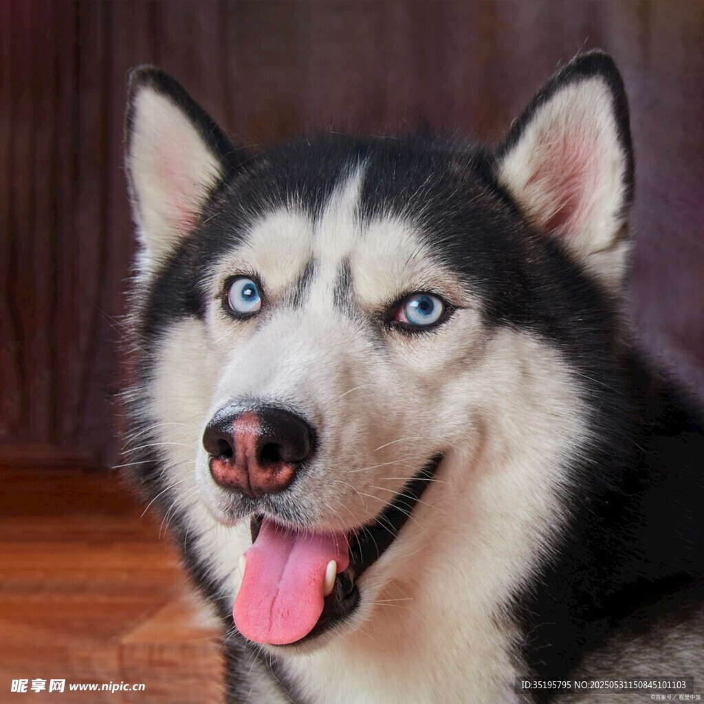 可爱哈士奇吐舌咧嘴笑