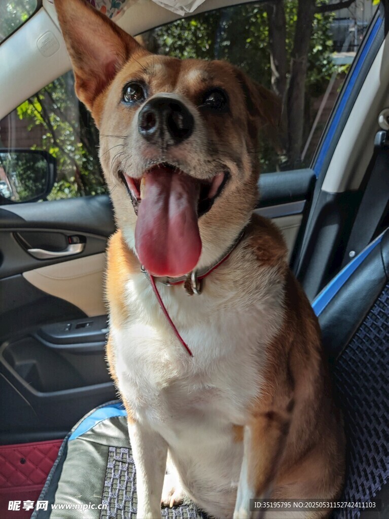 车内开心吐舌的可爱狗狗