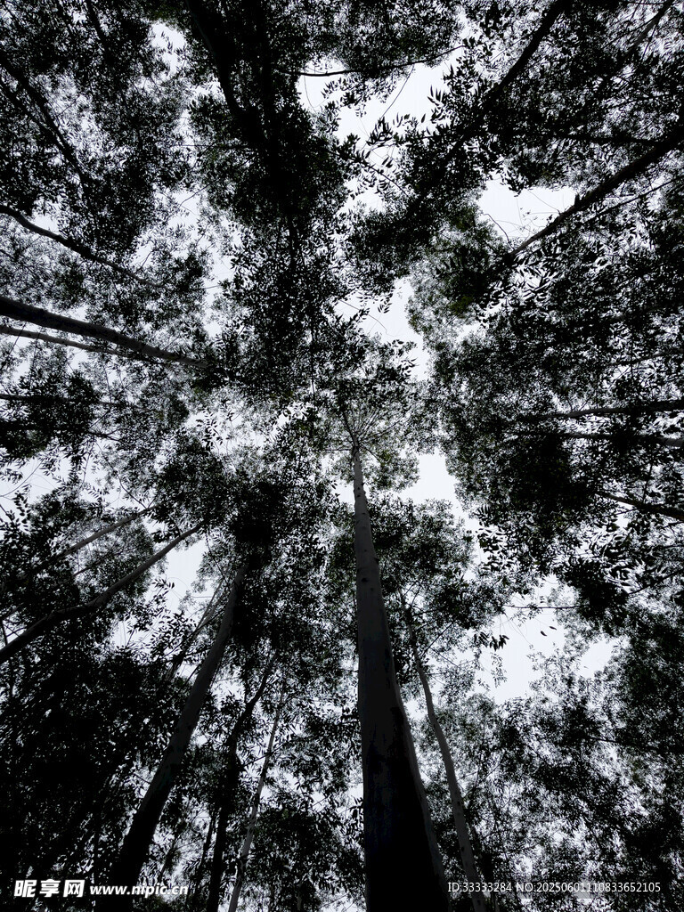 黑白森林仰视树木景观