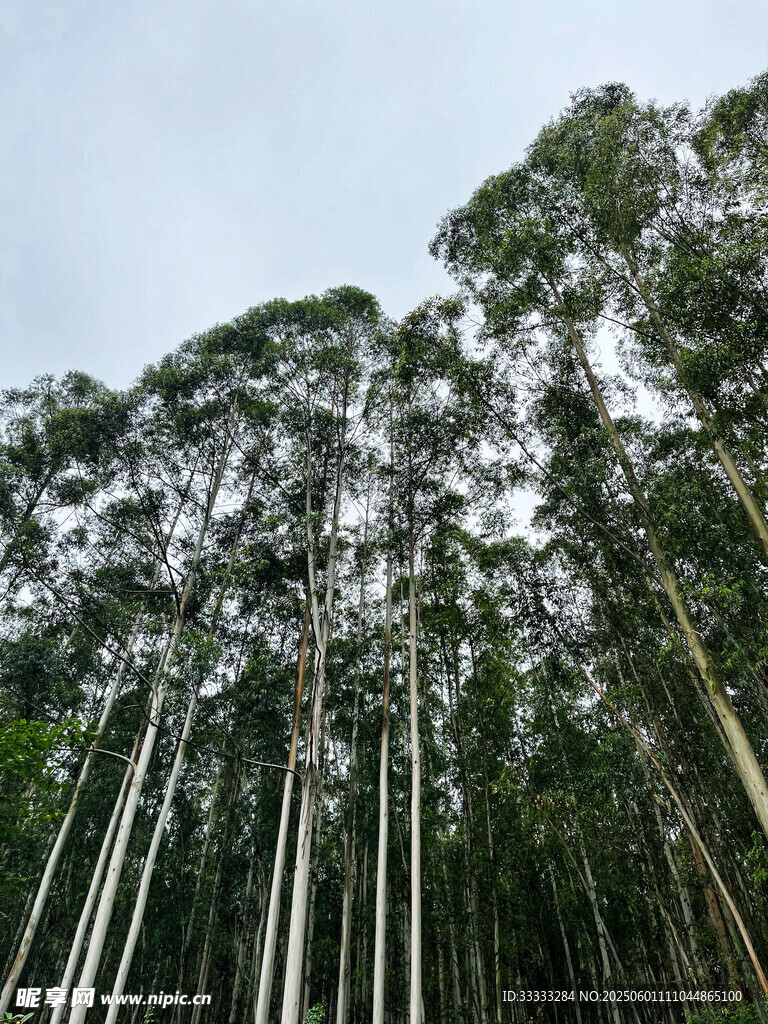 高耸入云的桉树林景观