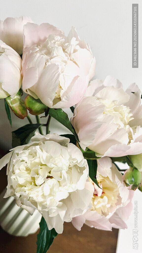 白色芍药花束优雅绽放