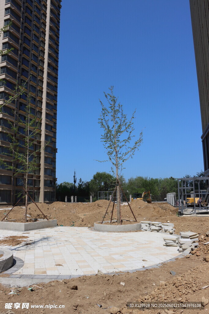 新建工地中的孤独小树