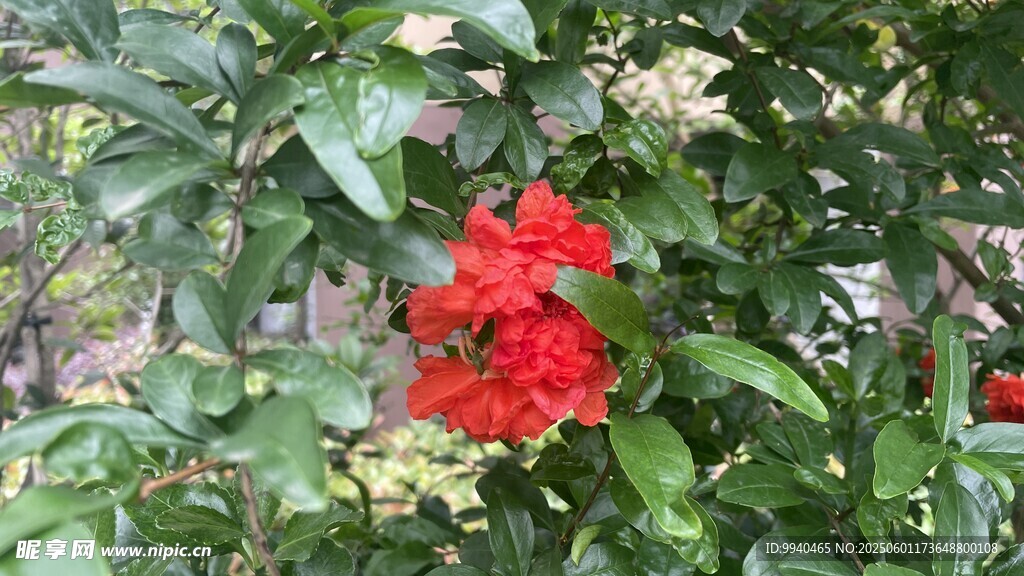 鲜艳红花绽放绿叶间