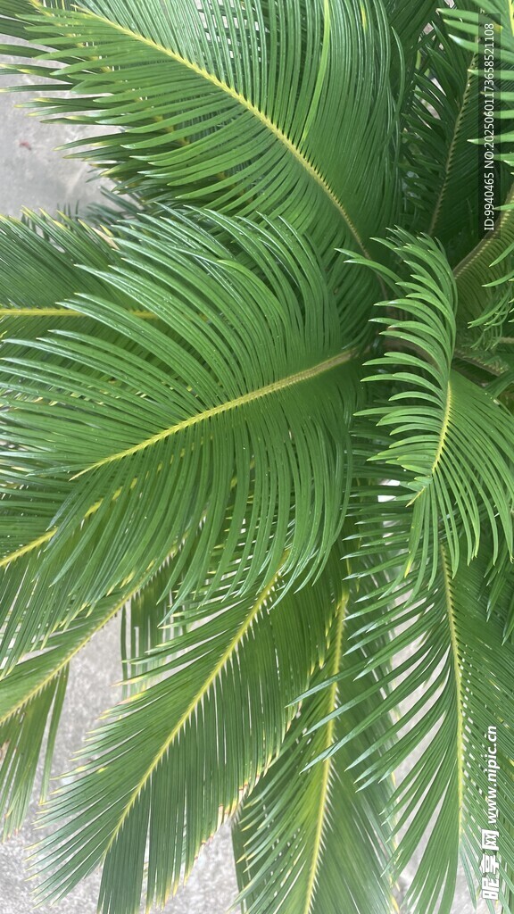 翠绿棕榈叶特写