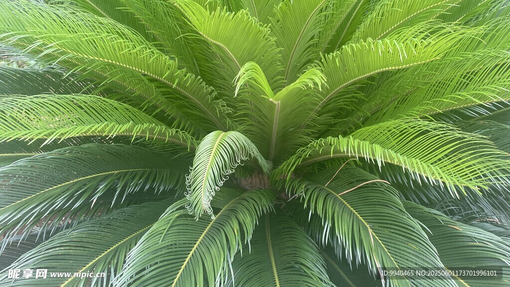 翠绿羽状叶片的热带植物