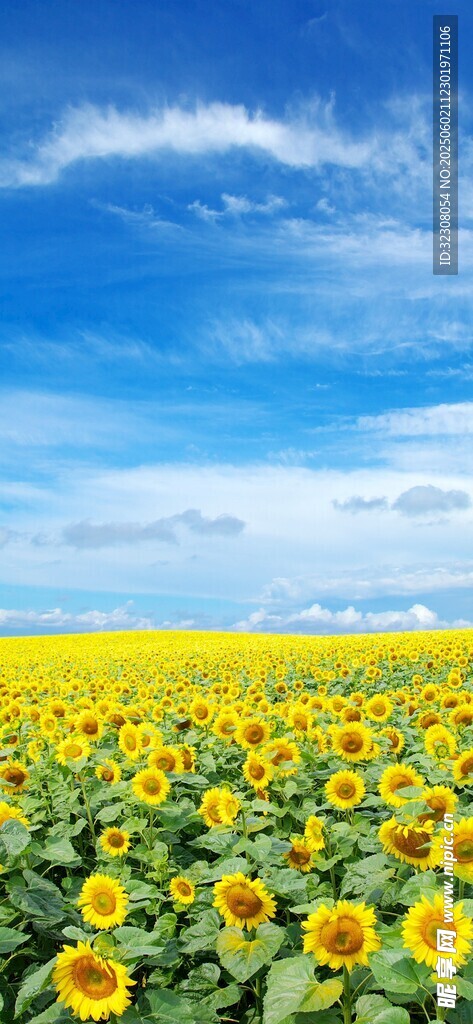金黄向日葵花海蓝天美景
