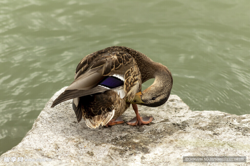 岩石上整理羽毛的野鸭