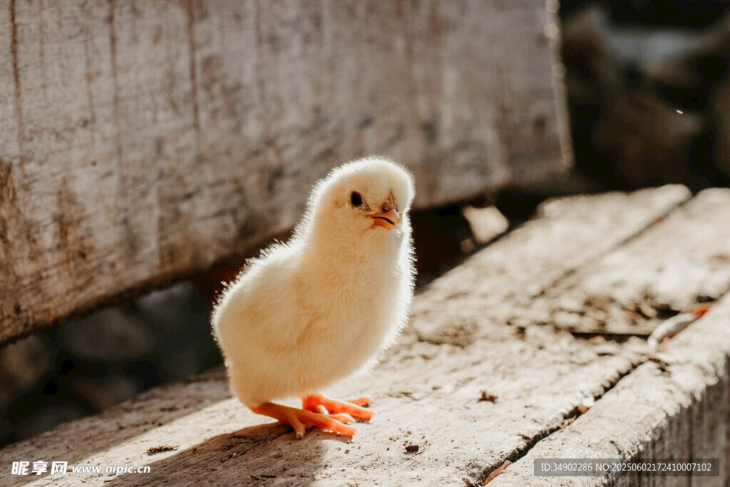 木台上的小黄鸡