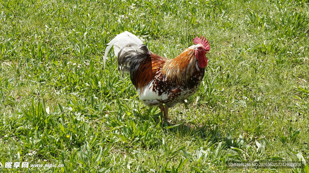 草地上的多彩公鸡