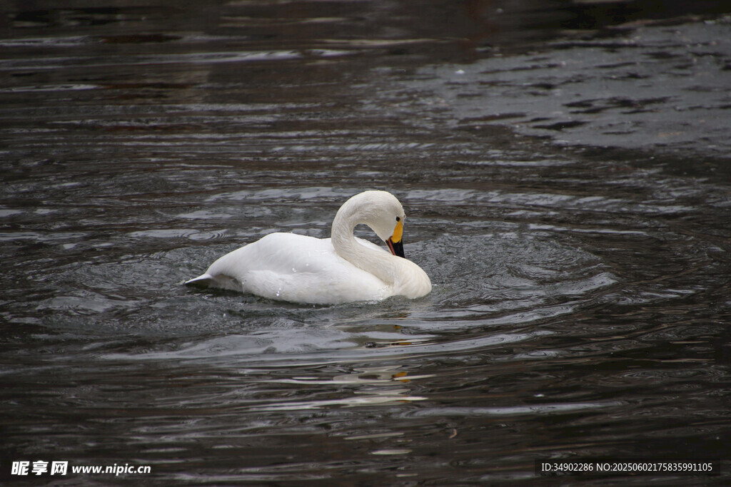水中优雅白鹅独自游弋