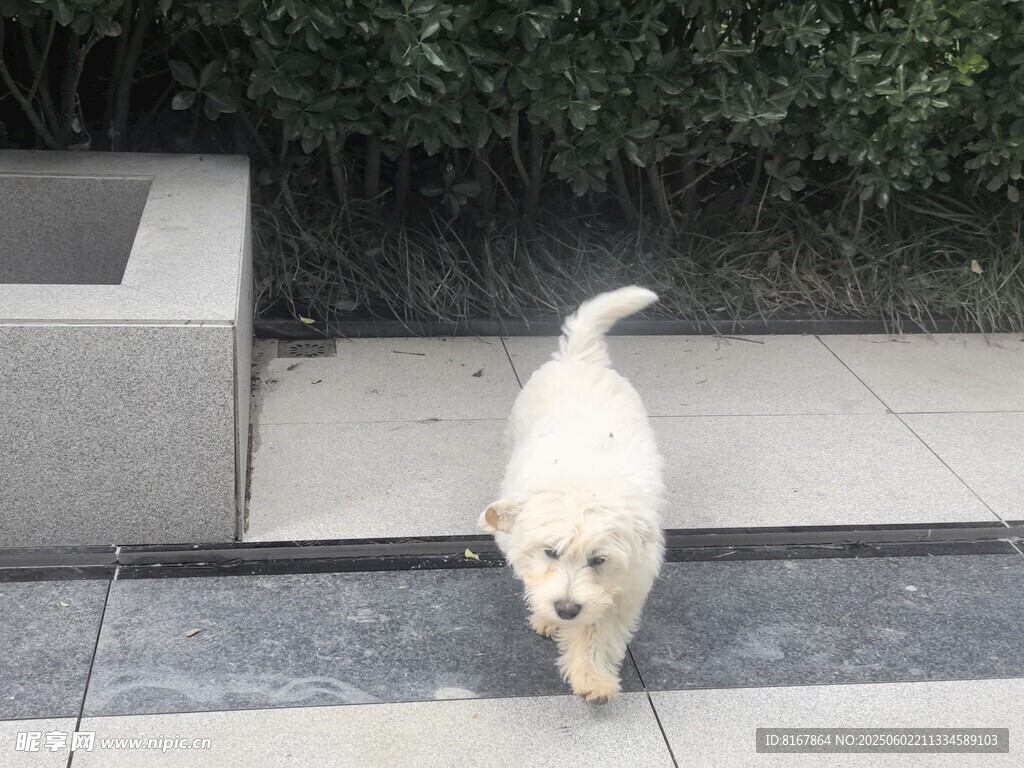 户外行走的白色可爱小狗