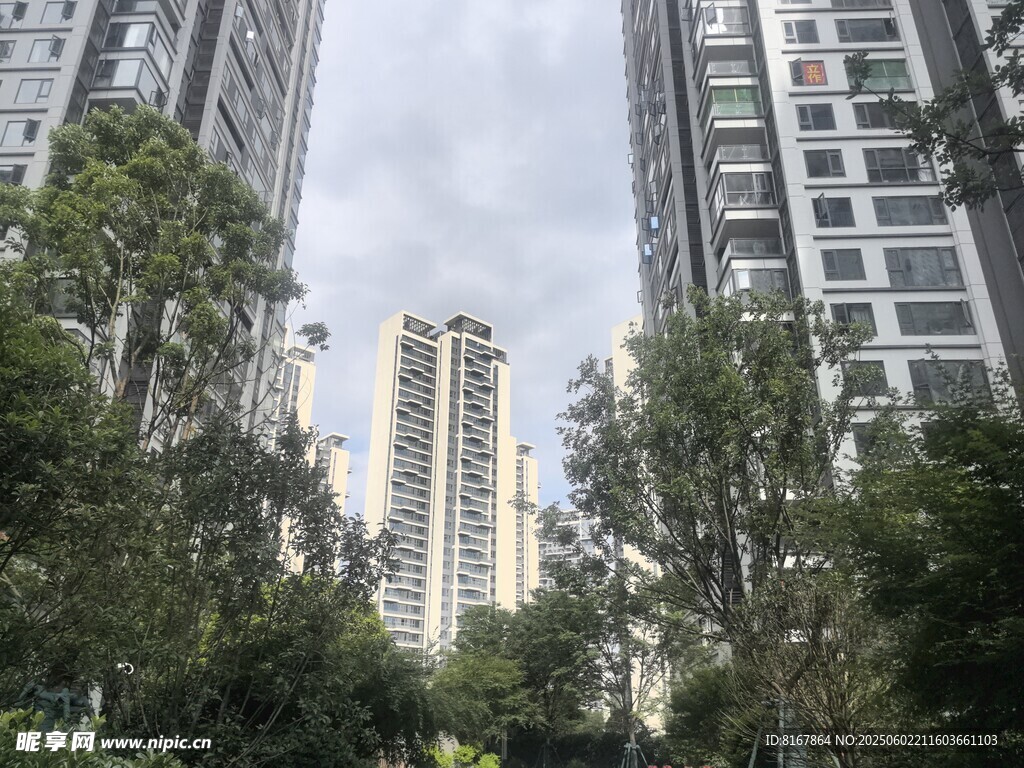 城市中的高楼与绿树景观