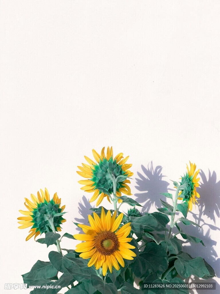 阳光下的向日葵花朵