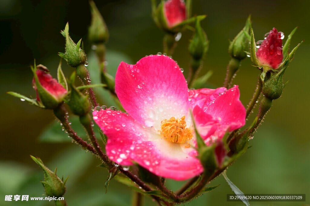 娇艳蔷薇花绽放