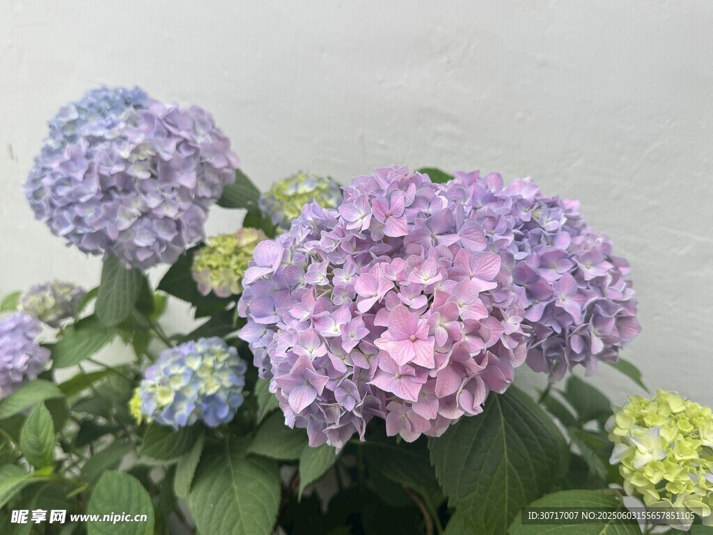 美丽绣球花绽放