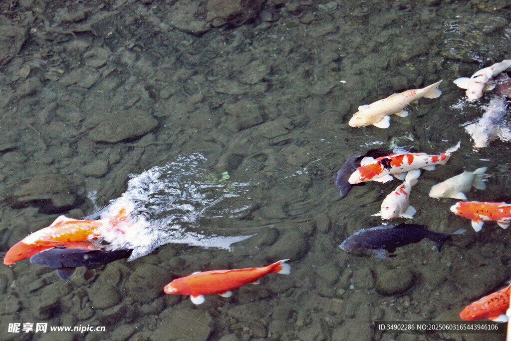 池塘中游动的多彩锦鲤
