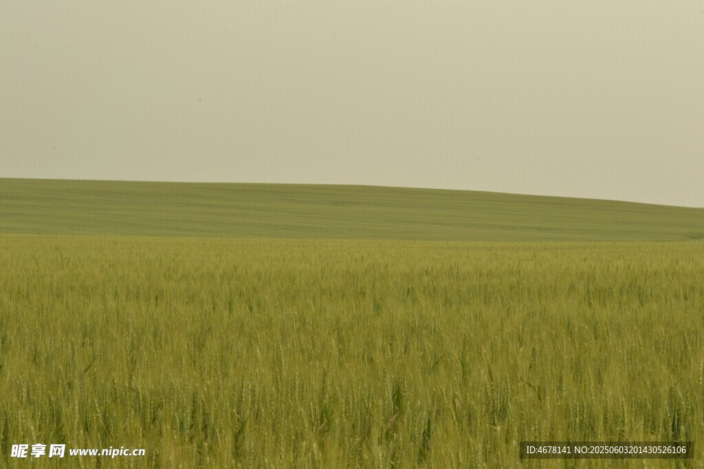 广袤麦田绿意盎然