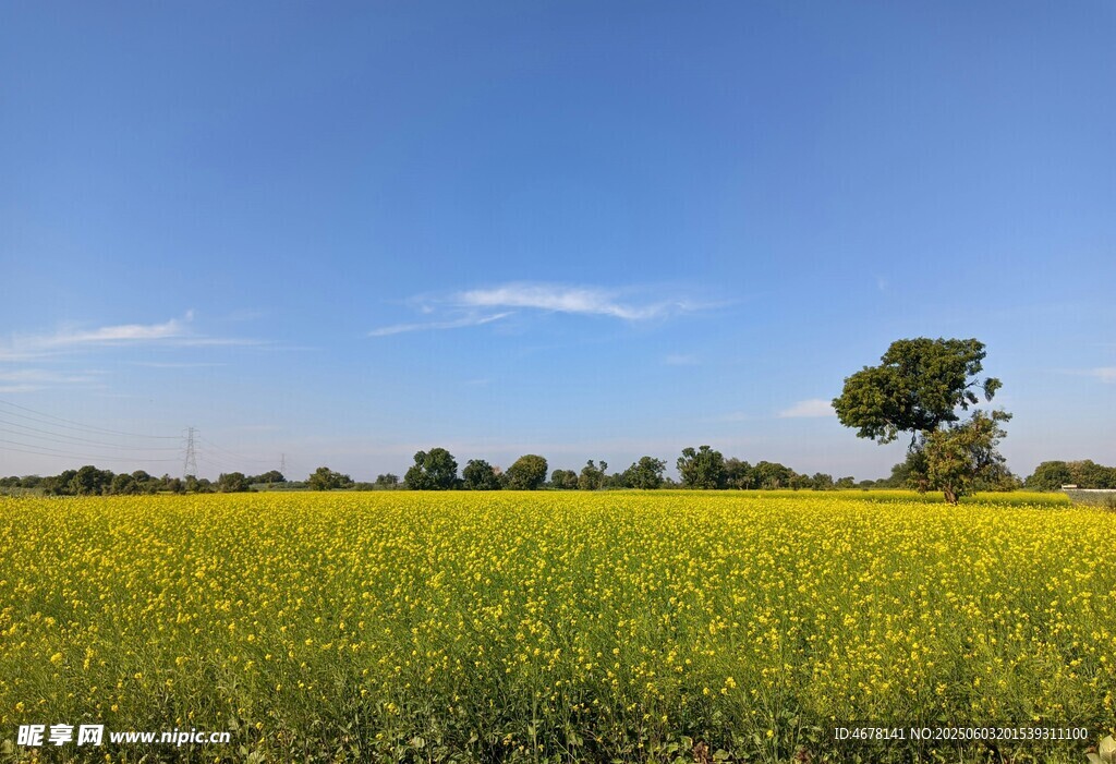 金黄田野中的孤独树木
