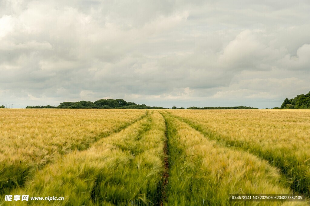 金黄麦田与交错田间小路
