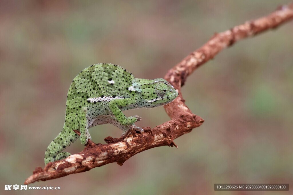树枝上的绿色小变色龙