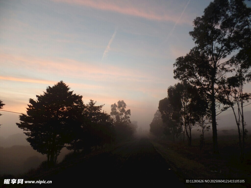 晨雾中的树林与绚丽霞光