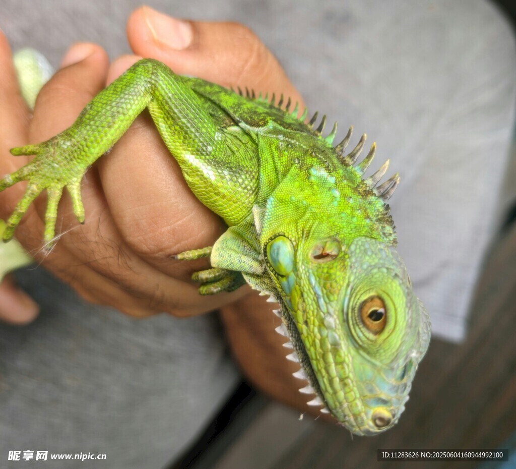 手捧翠绿蜥蜴特写