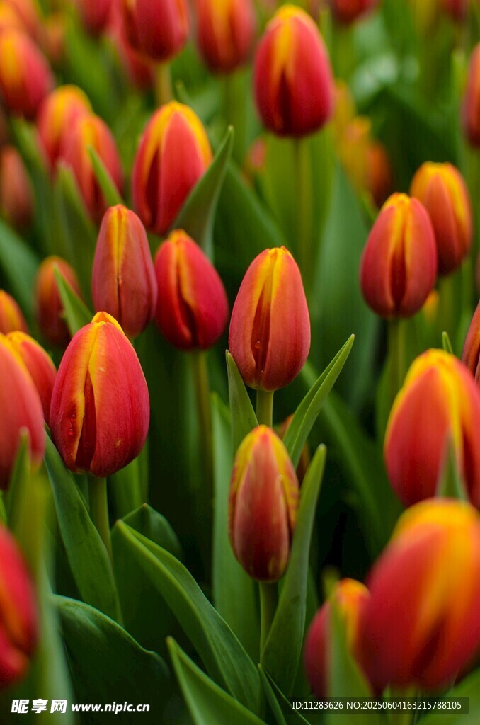 鲜艳橙红郁金香绽放