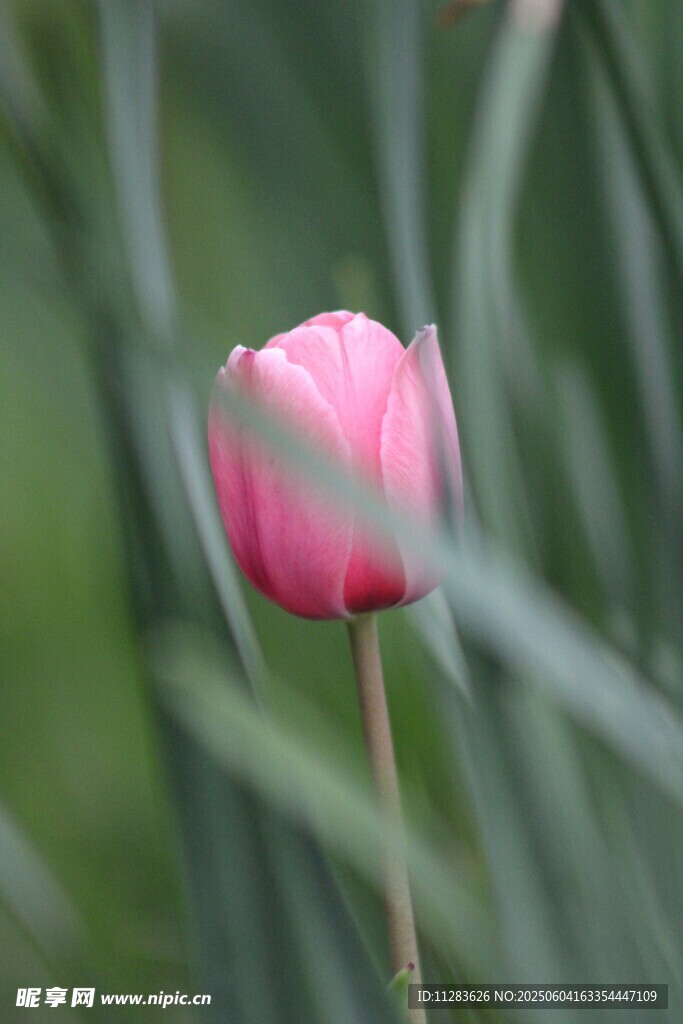 粉色郁金香绽于绿叶间