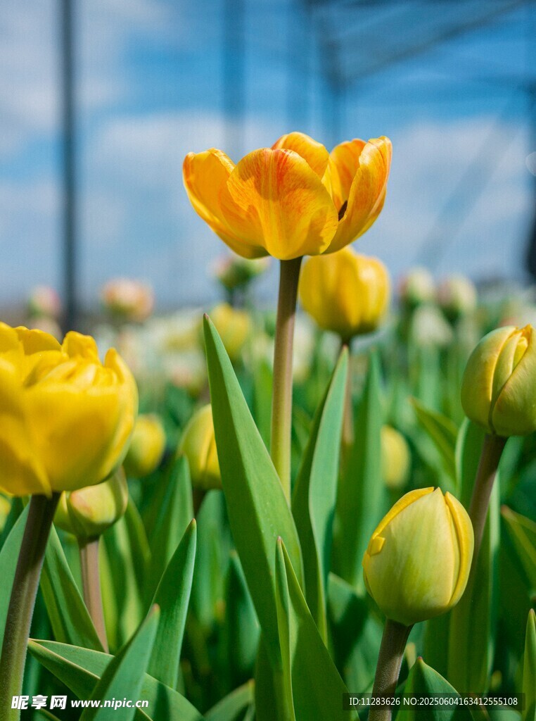 黄色郁金香绽放的美丽