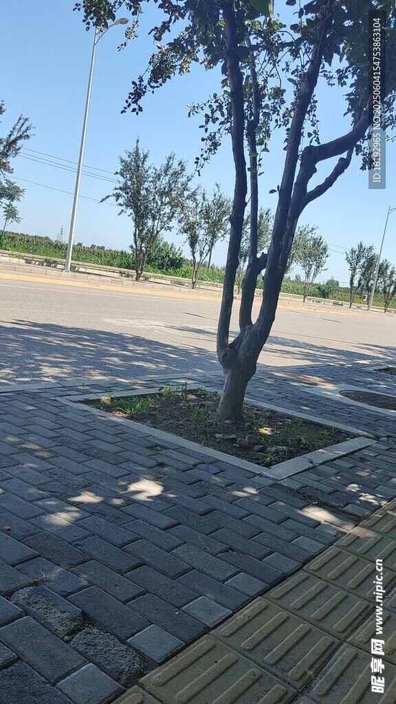 户外树下的砖石铺就地面