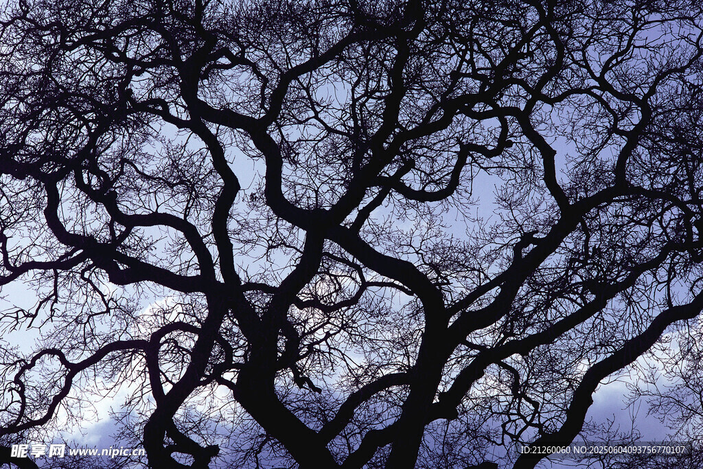 枯树枝干的独特景象