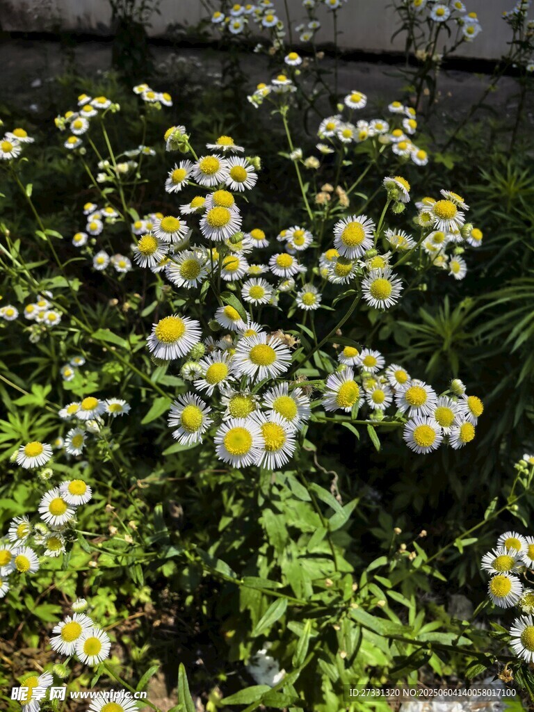 小雏菊绽放于绿植间