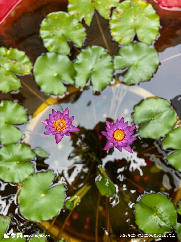 水中睡莲绽放绿意盎然