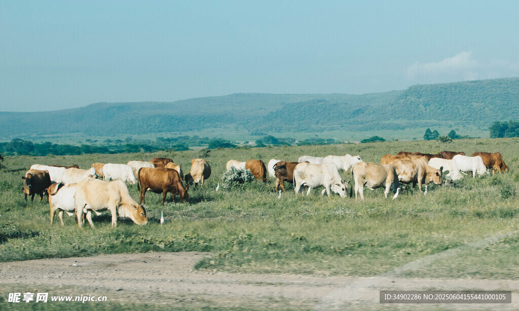 草原上的牛群悠然吃草